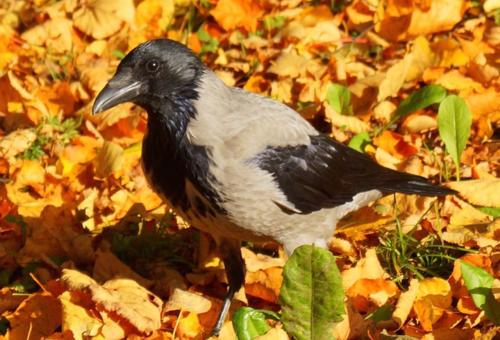Птицы Гатчинского Парка Фото